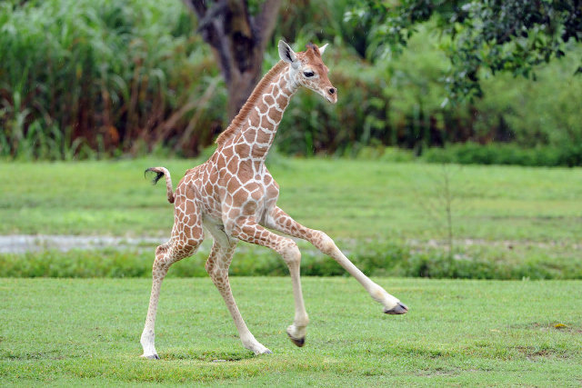 baby-giraffe-running.jpeg