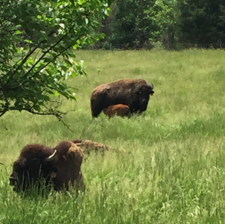 big bone bison
