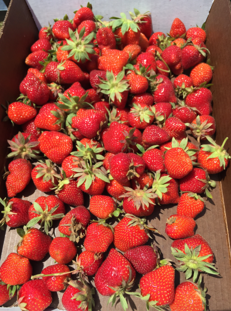 hubert farm strawberries