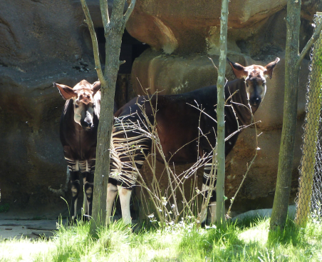 okapi cincinnati zoo