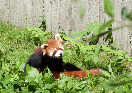 red panda cincinnati zoo