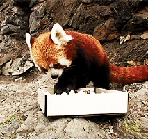 red panda sushi.gif